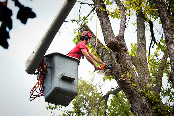 Choteau, MT Tree Services Company